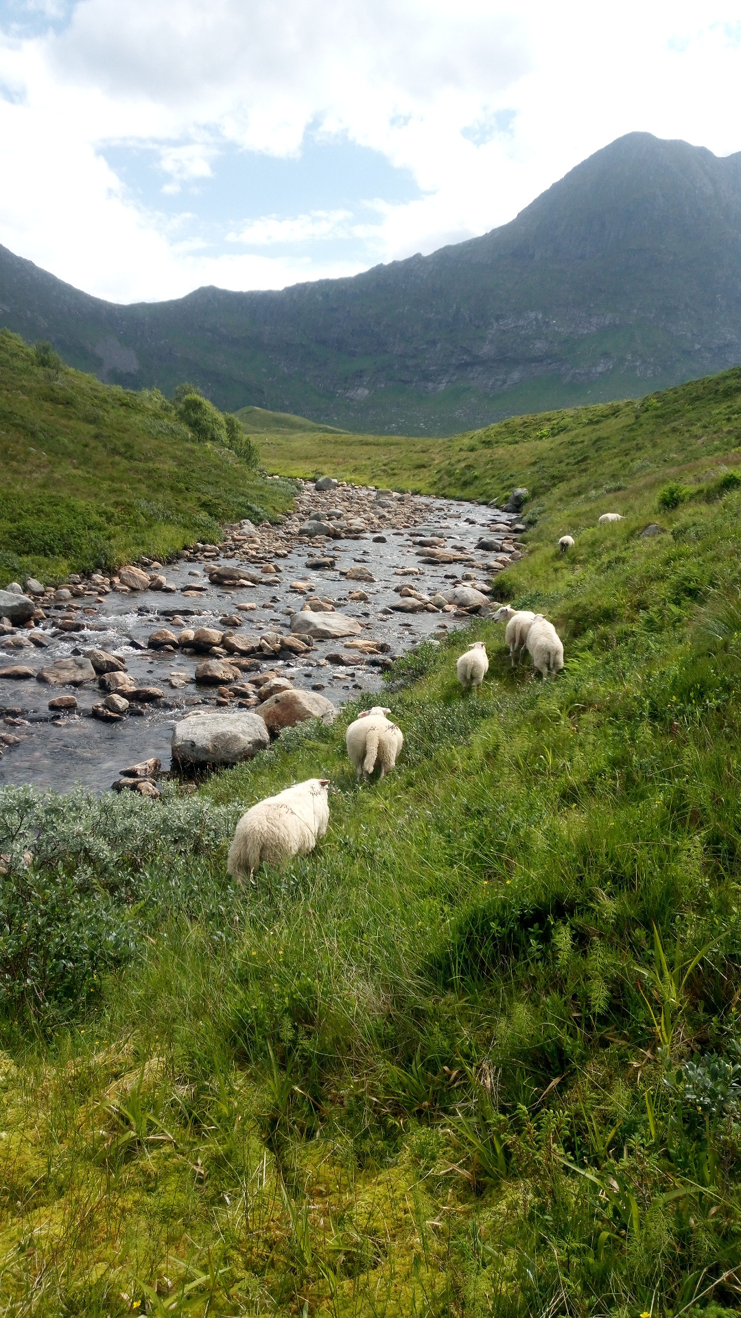 Sauer ved ei fjellelv i grønt landskap